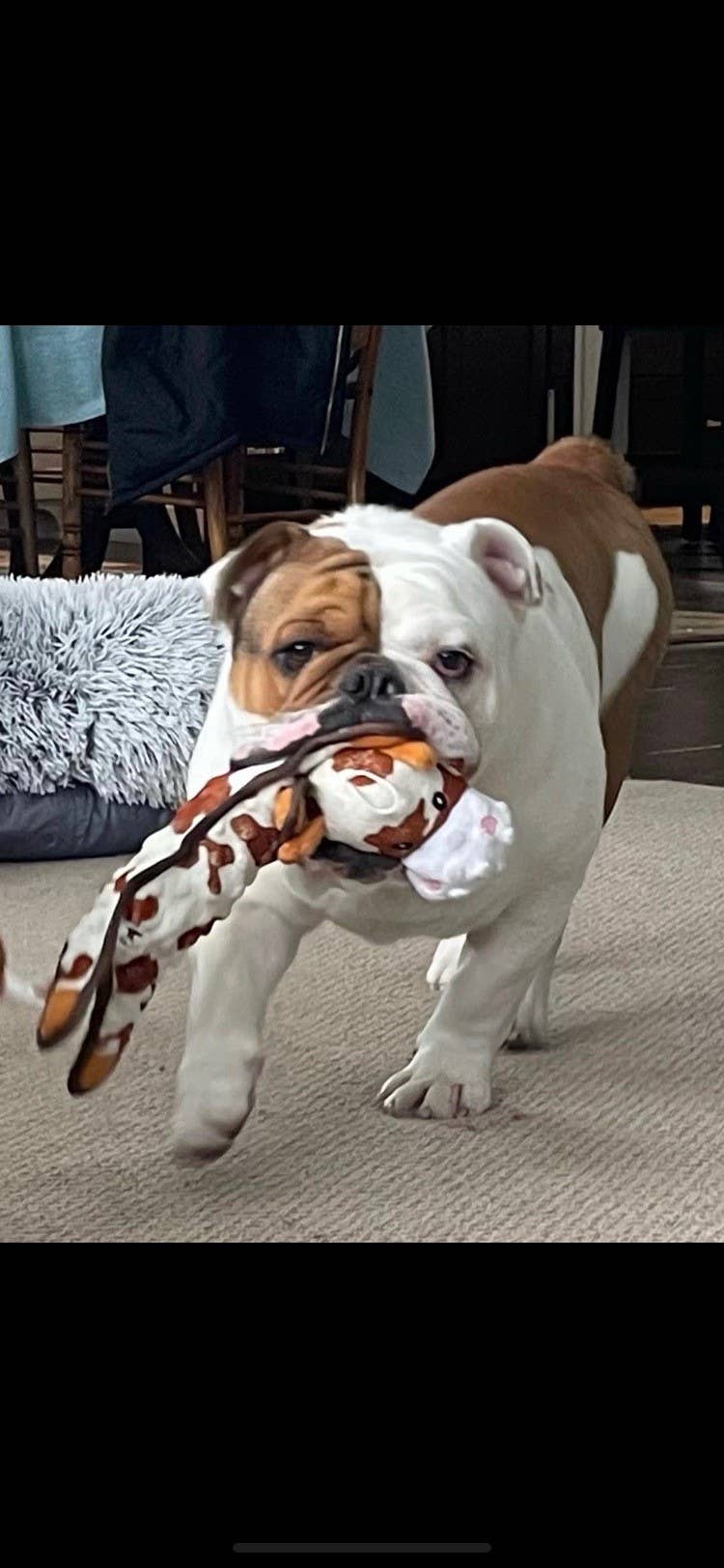 Cow Dog Toy