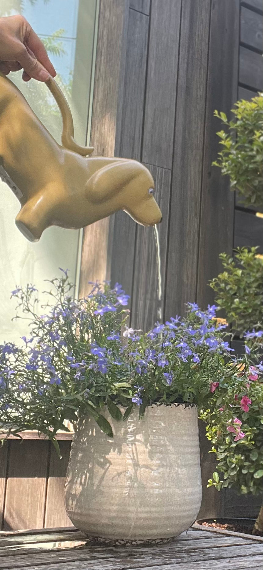 Dachshund Watering Can